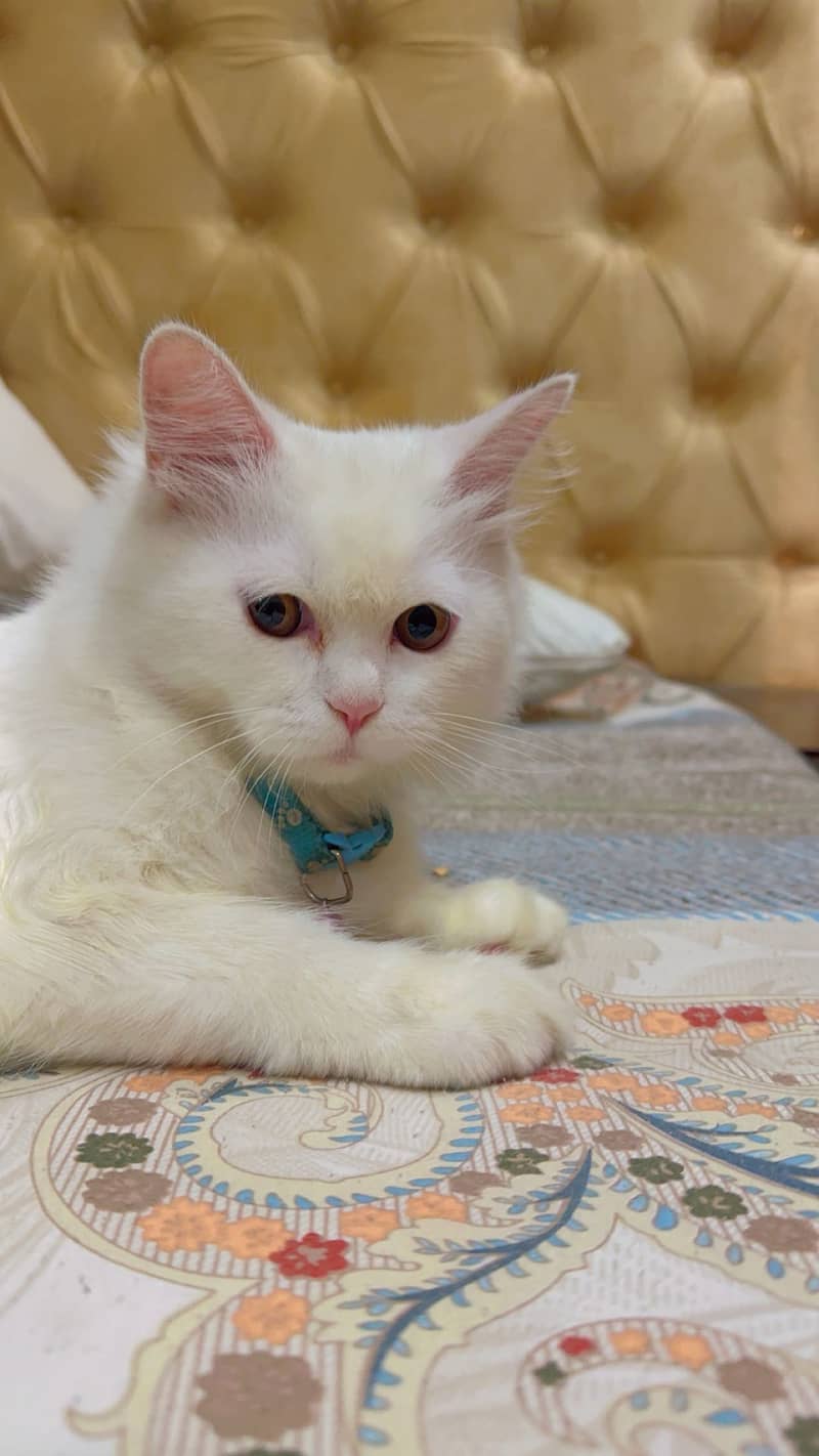 Persian male kitten 3