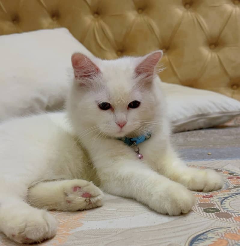 Persian male kitten 4