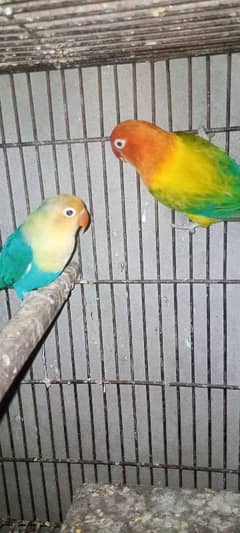 breeder pair