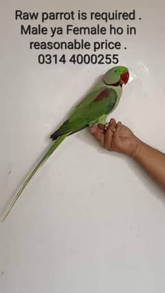 parrot