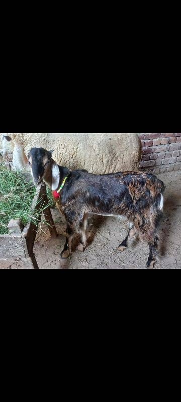 Goat /dasi bakra / sheep / bakra / goat for sale. 1