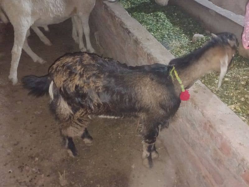 Goat /dasi bakra / sheep / bakra / goat for sale. 3