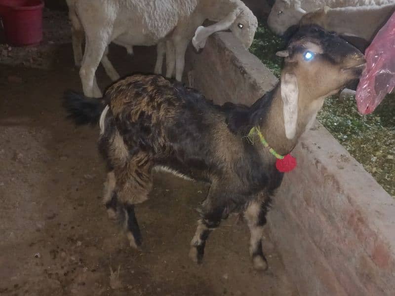 Goat /dasi bakra / sheep / bakra / goat for sale. 4