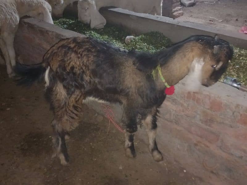 Goat /dasi bakra / sheep / bakra / goat for sale. 5