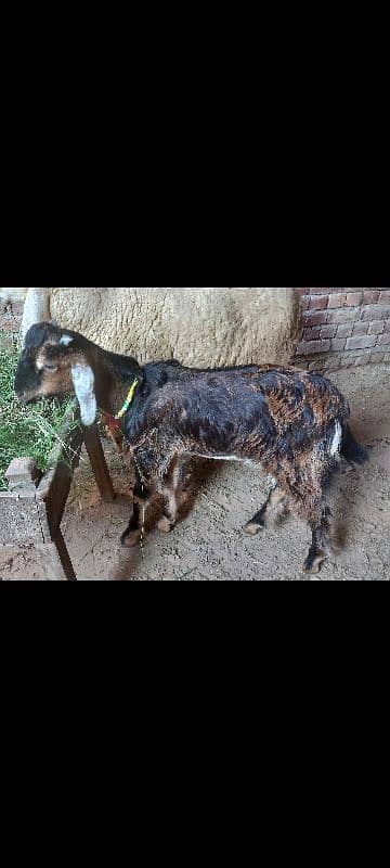 Goat /dasi bakra / sheep / bakra / goat for sale. 6