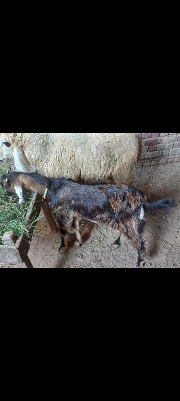 Goat /dasi bakra / sheep / bakra / goat for sale. 7