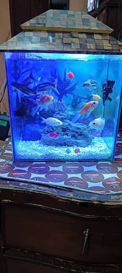 aquarium and fish healthy and best quality fish pair