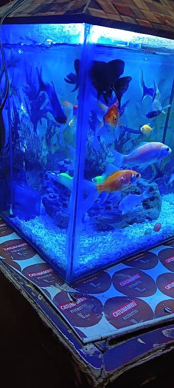 aquarium and fish healthy and best quality fish pair 1