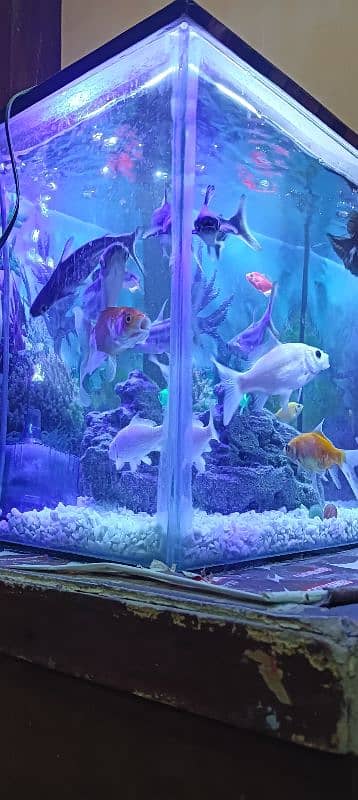 aquarium and fish healthy and best quality fish pair 3