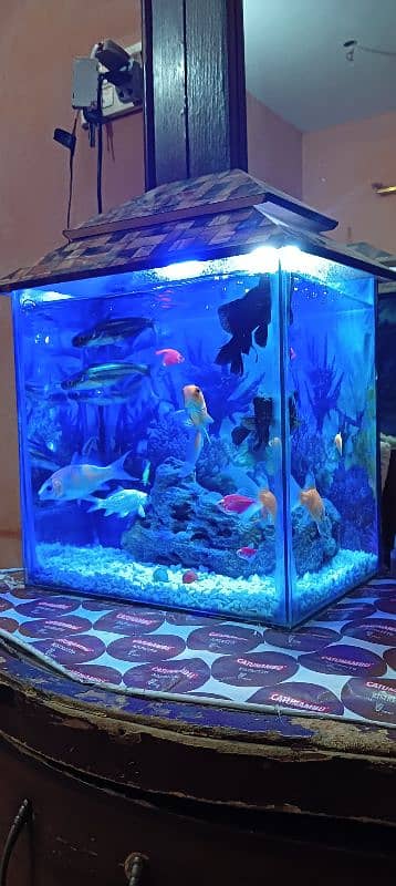 aquarium and fish healthy and best quality fish pair 4