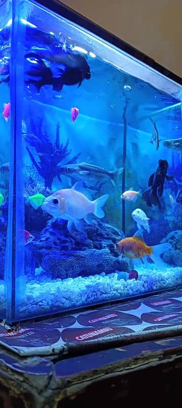 aquarium and fish healthy and best quality fish pair 5