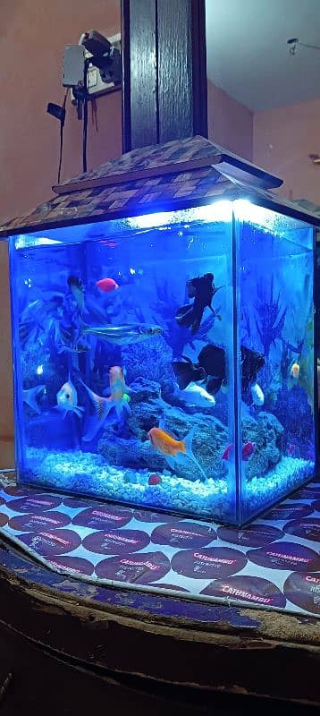 aquarium and fish healthy and best quality fish pair 6