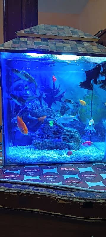 aquarium and fish healthy and best quality fish pair 7