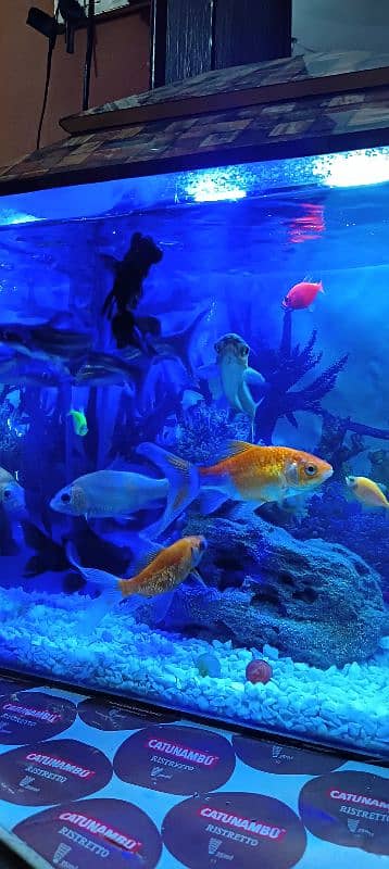 aquarium and fish healthy and best quality fish pair 8