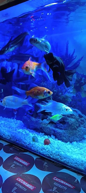 aquarium and fish healthy and best quality fish pair 9