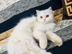 Persian Triple Coated Female Kitten available for sale