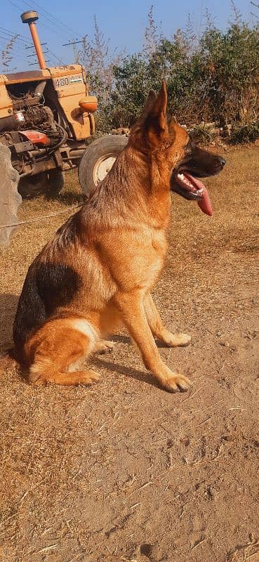 female & long coat puppy pair 0