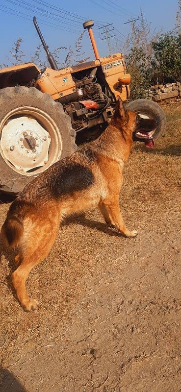 female & long coat puppy pair 1