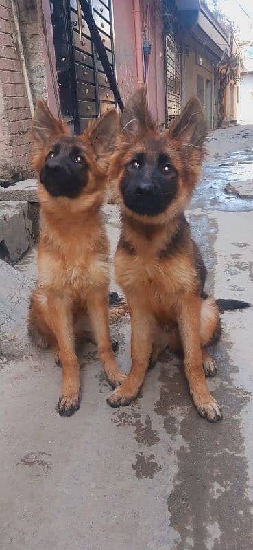 female & long coat puppy pair 3