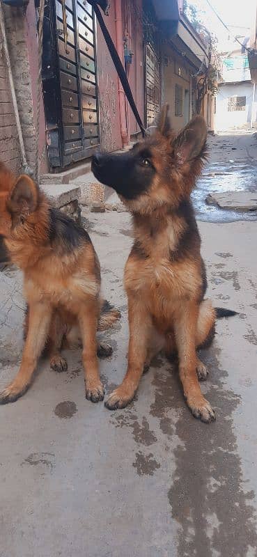 female & long coat puppy pair 6