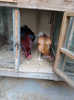 pure aseel hens urgent sale with chick