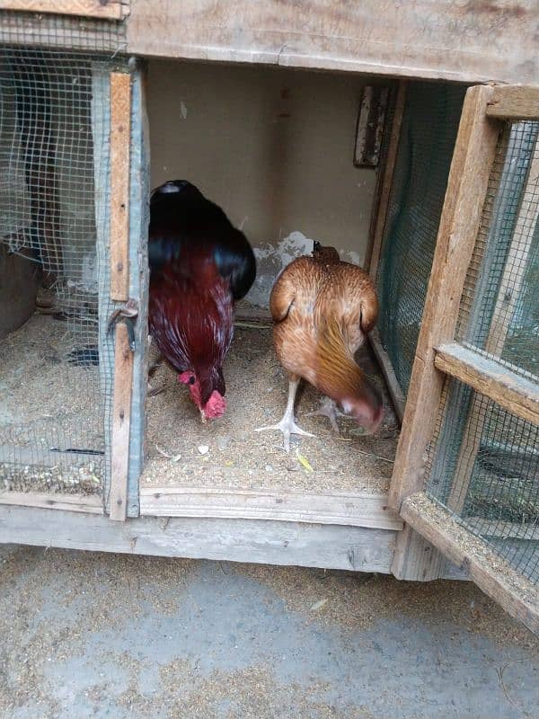 pure aseel hens urgent sale with chick 0