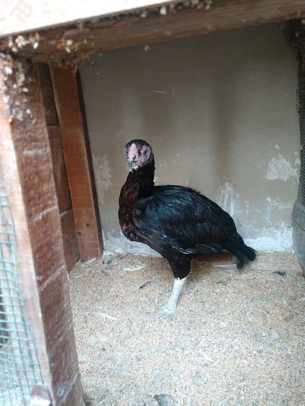 pure aseel hens urgent sale with chick 1