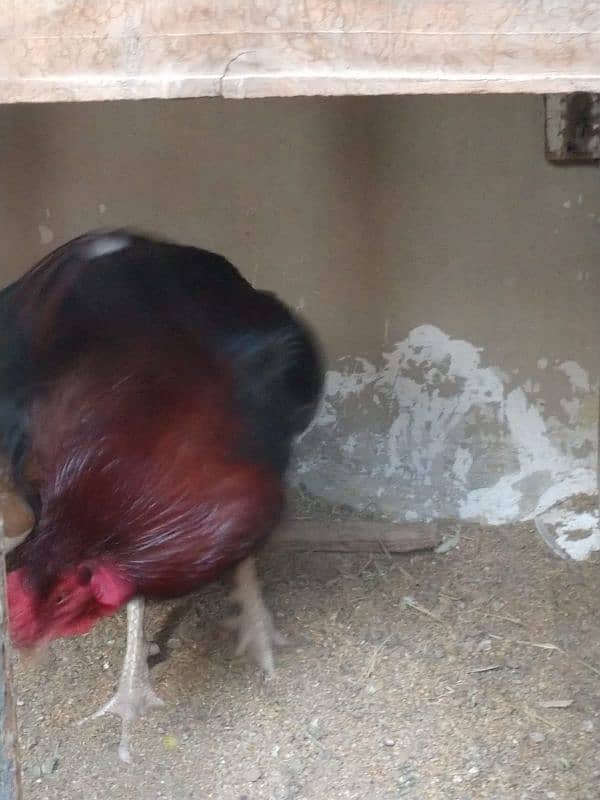 pure aseel hens urgent sale with chick 2