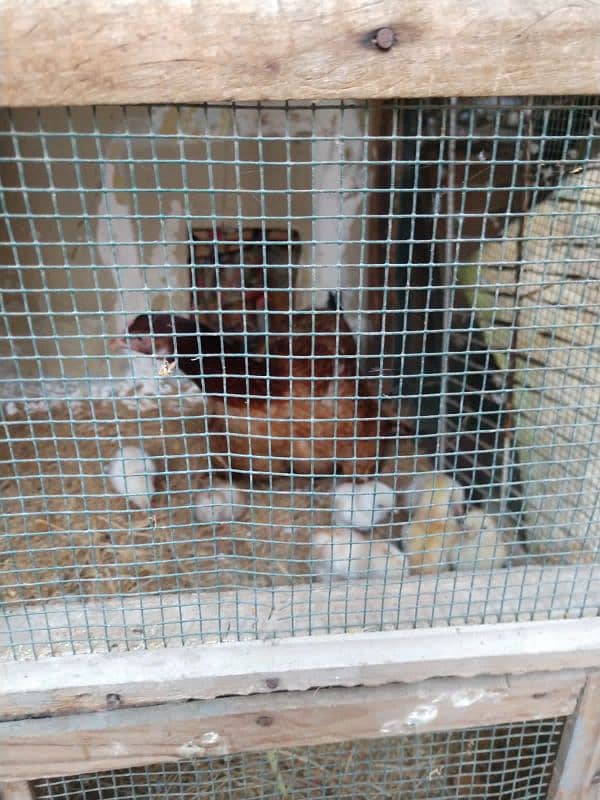 pure aseel hens urgent sale with chick 3