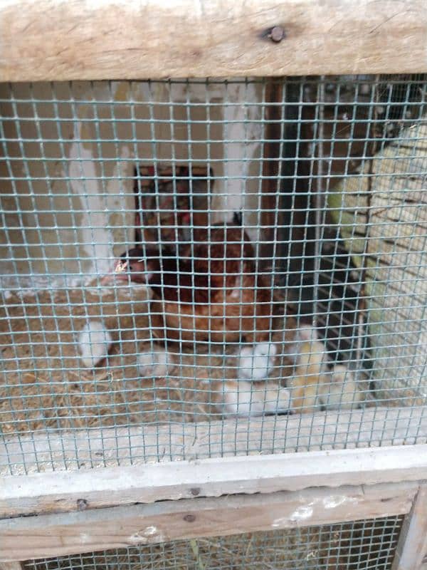 pure aseel hens urgent sale with chick 4