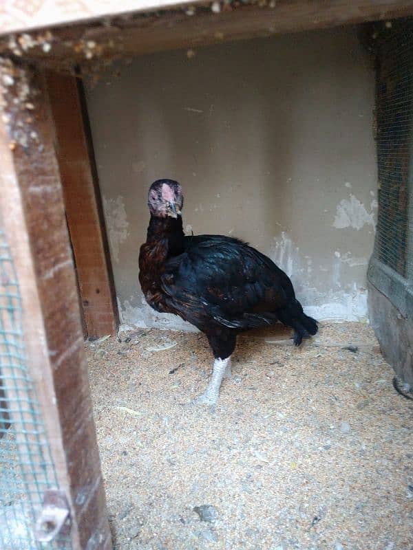 pure aseel hens urgent sale with chick 5