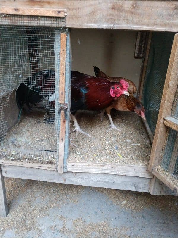 pure aseel hens urgent sale with chick 6