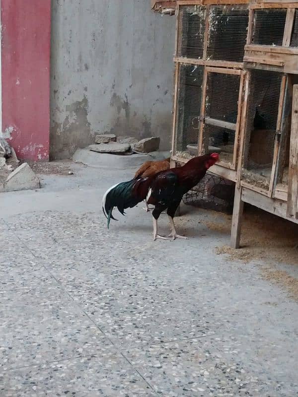 pure aseel hens urgent sale with chick 8