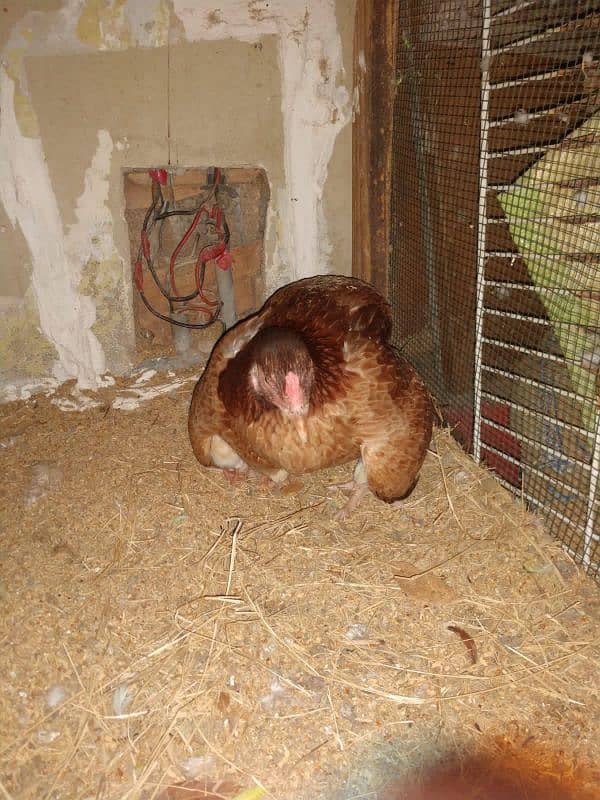 pure aseel hens urgent sale with chick 9