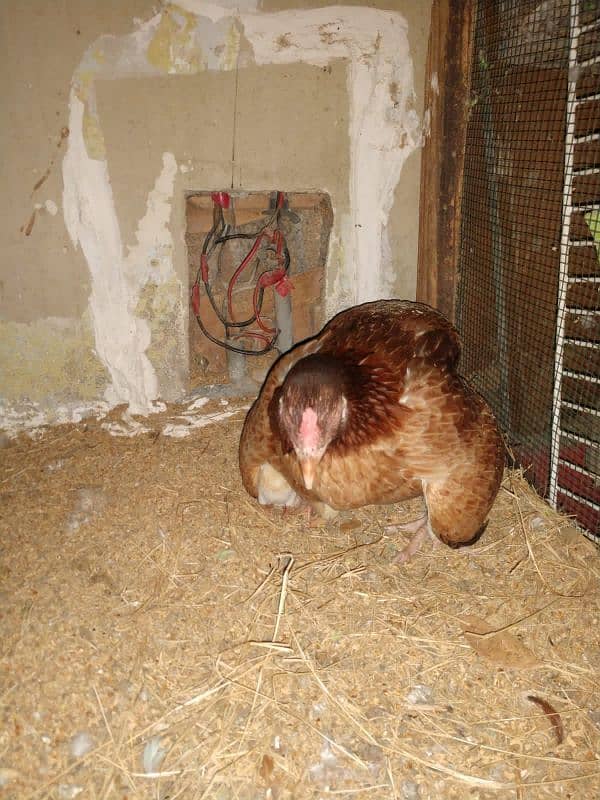 pure aseel hens urgent sale with chick 10