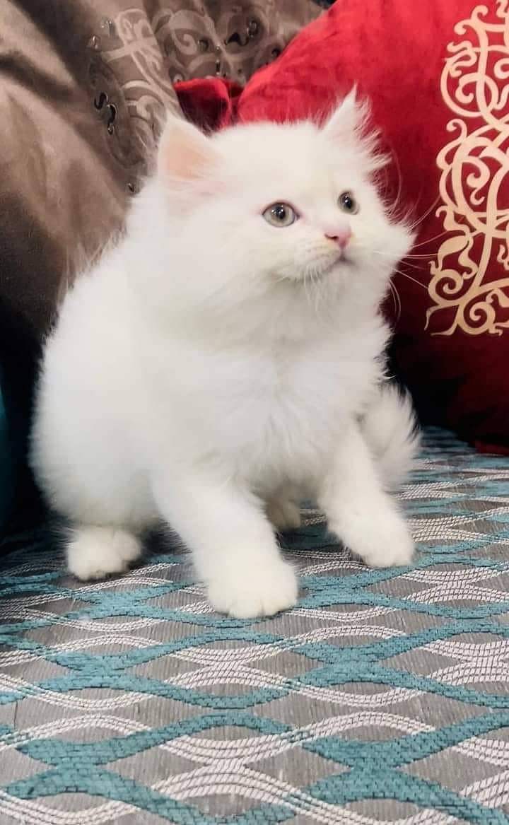 BLUE EYE pure breed kittens triple coated high quality furr for sale 7