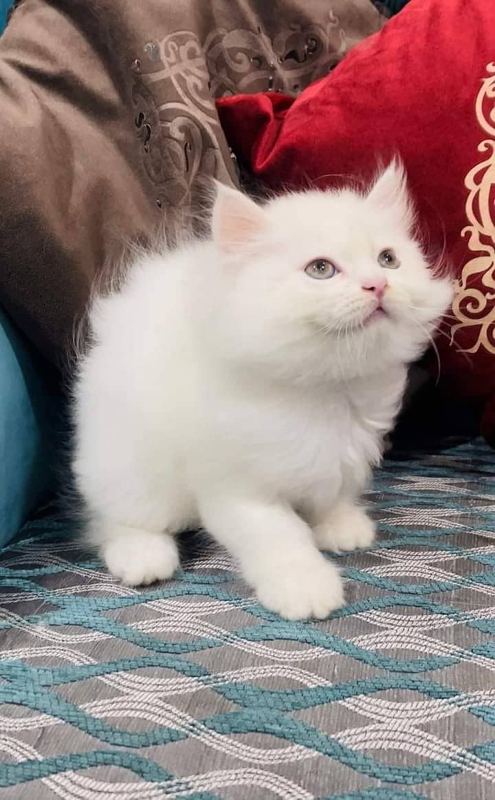 BLUE EYE pure breed kittens triple coated high quality furr for sale 8