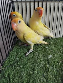 Ready to breed quality Decino fisher lovebird not split ino red eye