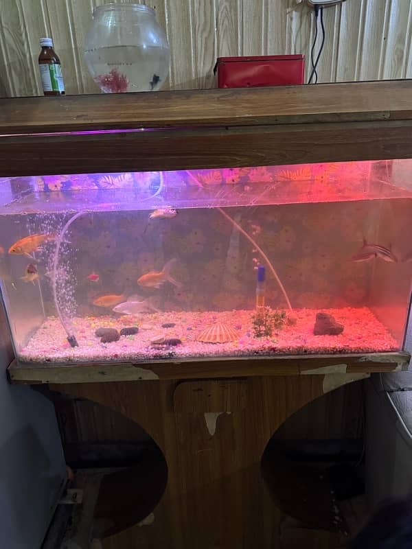 fish aquarium for sale full size with fish 1