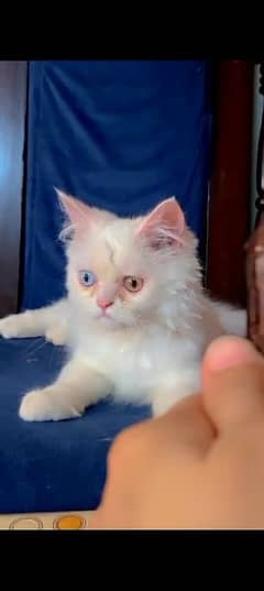 Persian cat for sale my WhatsApp03230097122