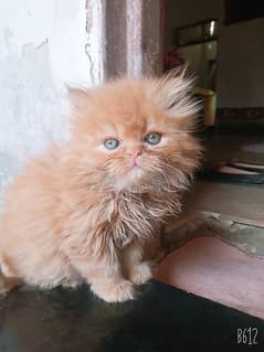 Trained Cat Cats for sale in Islamabad OLX Pakistan