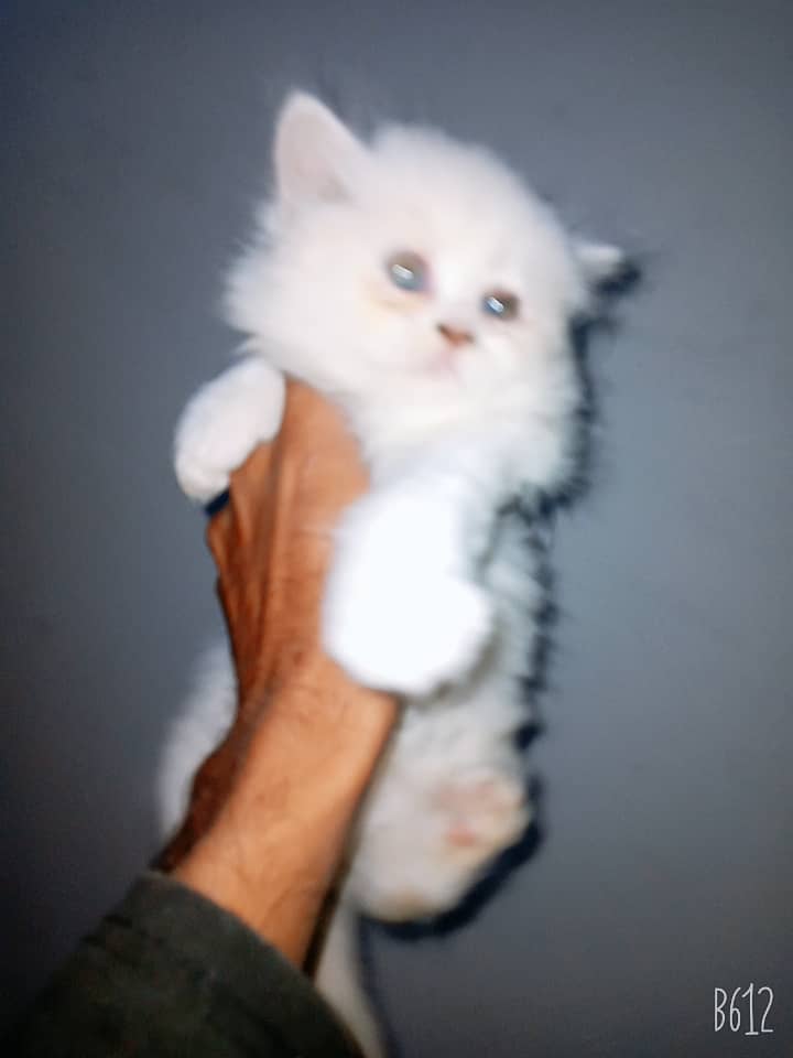 pure breed RAGDOLL triple coated high quality trained kittens[COD] 1