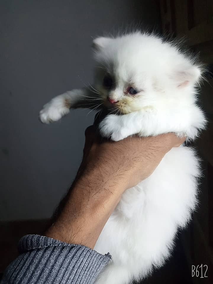 pure breed RAGDOLL triple coated high quality trained kittens[COD] 2