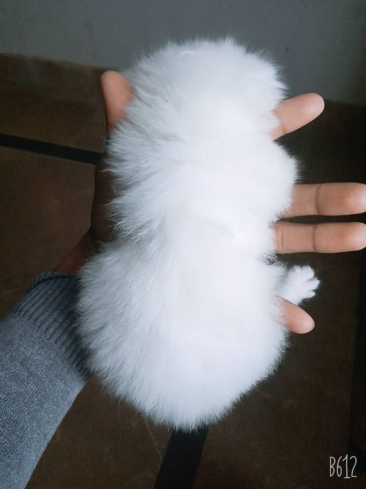 pure breed RAGDOLL triple coated high quality trained kittens[COD] 3