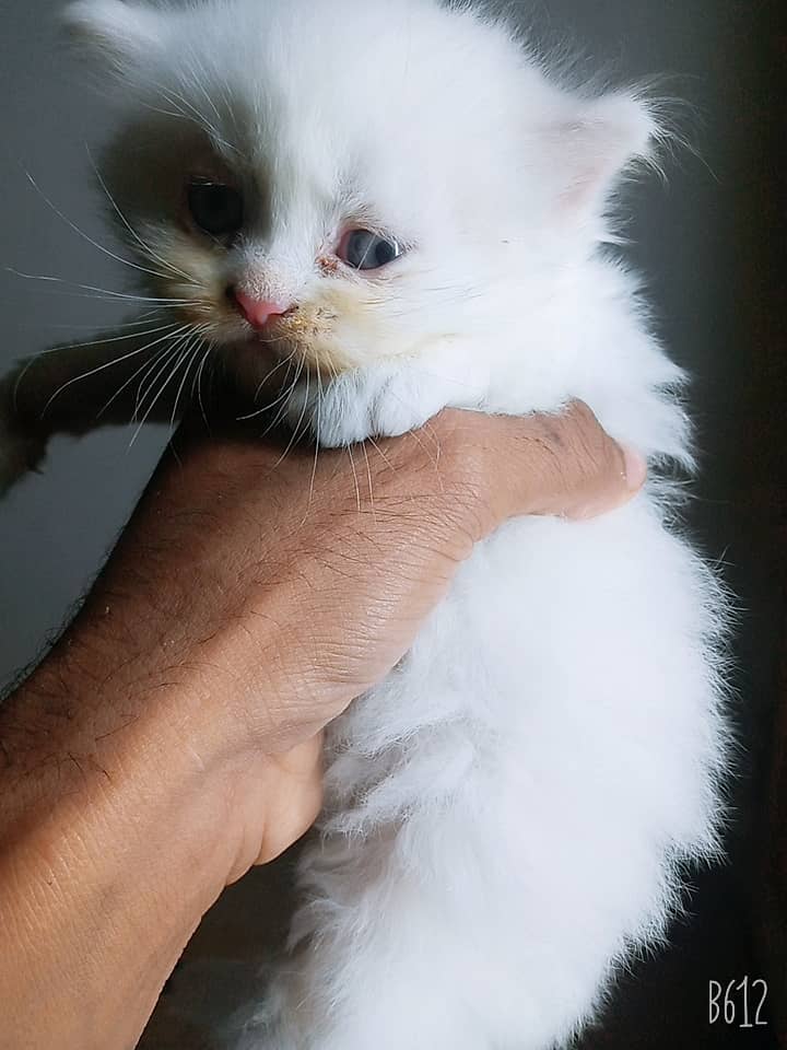 pure breed RAGDOLL triple coated high quality trained kittens[COD] 5