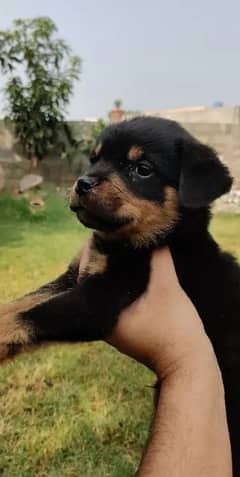 Rottweiler | Rottweiler Best Quality pups