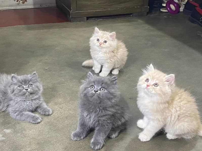 GIFT quality Blue eye PURE breed triple coated kittens CASH ON DELIVE 4