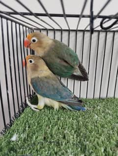 Ready to breed pair parblue euwing opaline opline lovebird fisher