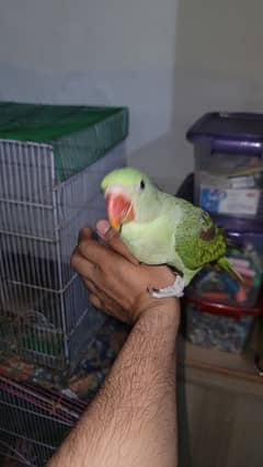 Raw parrot