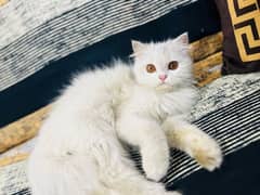 Persian Triple Coated Female Kitten Available for sale